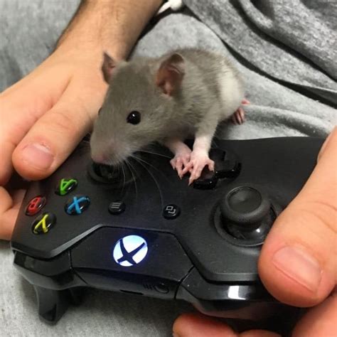 Gaming Mouse Gaming