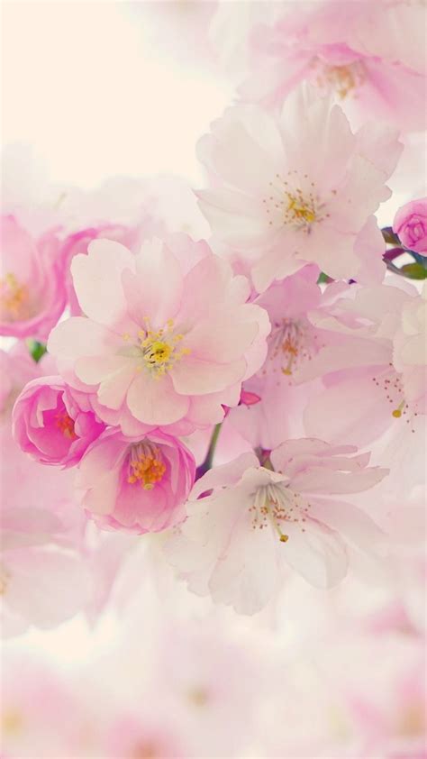 Pretty Flower Wallpaper Iphone Backgrounds The Best Beautiful Flower