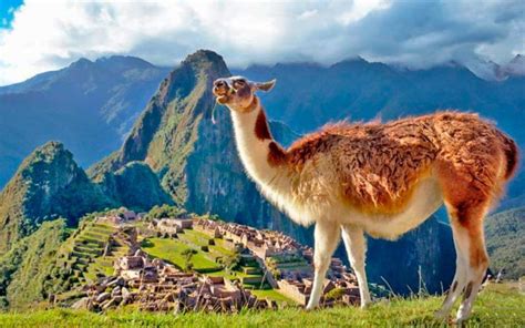Llama In Perú