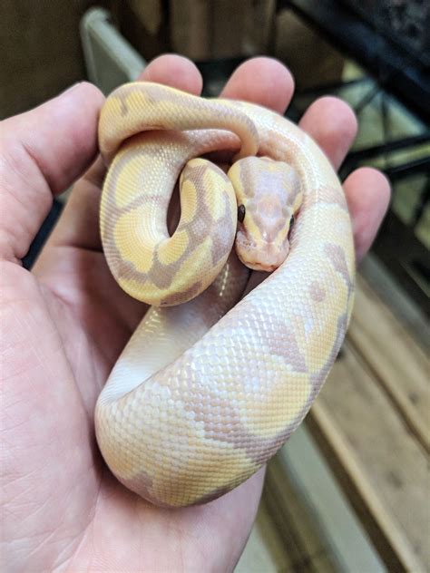 Cute Banana Enchi Pastel Ball Python Up For Grabs Magazooreptiles