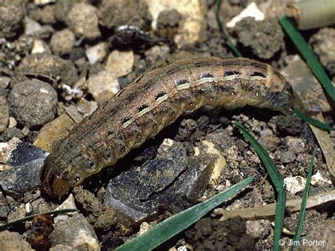 Large Yellow Underwing - Caterpillar