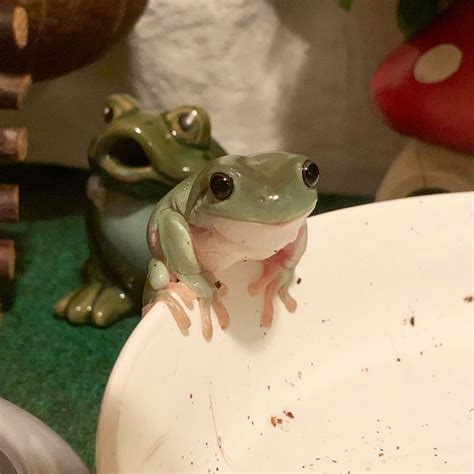 Dumb Thicc Dumpy Tree Frogs 🐸 On Instagram Leeks Journey From The
