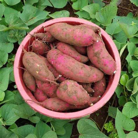 Japanese Yellow Sweet Potato Farm To Doorstep