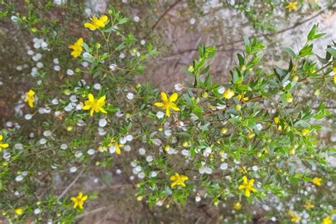 How To Grow And Care For Creosote Bush Larrea Tridentata Florgeous