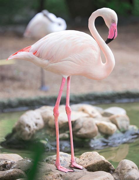 4,000+ vectors, stock photos & psd files. Tierpark Hellabrunn: Rosa Flamingo