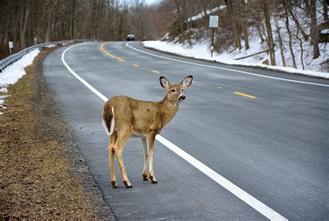 Wildlife Collisions Costly Ontario Out Of Doors