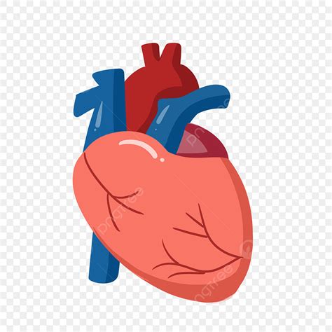 Human Organ Clipart Png Images Heart Schematic Human Organs Heart