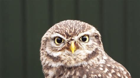 National Bird Of Prey Centre Falconry In Ireland Right Route Travel