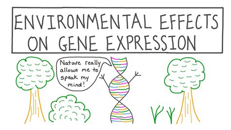 Lesson Video Environmental Effects On Gene Expression Nagwa