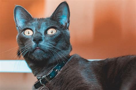 Info Kucing Russian Blue Ciri Ciri Harga Dan Cara Merawat