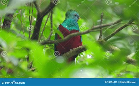 Male Of Resplendent Quetzal Stock Video Video Of Wildlife Feather