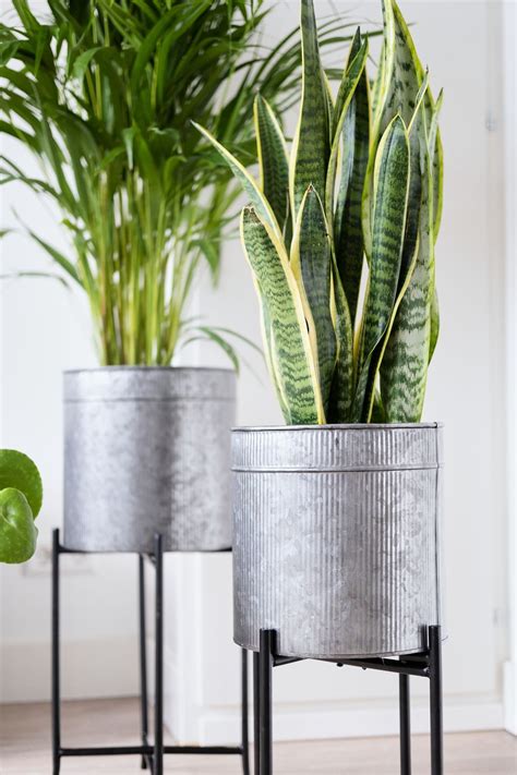 Large Indoor Plant Pots Ideas On Foter