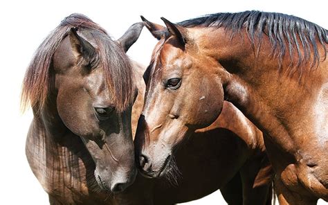 Horsehuman An Emotional Bond Equestrian Photography By Bob Tabor