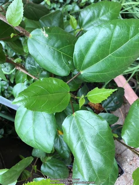 Hibiscus are tropical plants that need light and, perhaps more importantly, warmth to thrive. Photo of the leaves of Tropical Hibiscus (Hibiscus rosa ...
