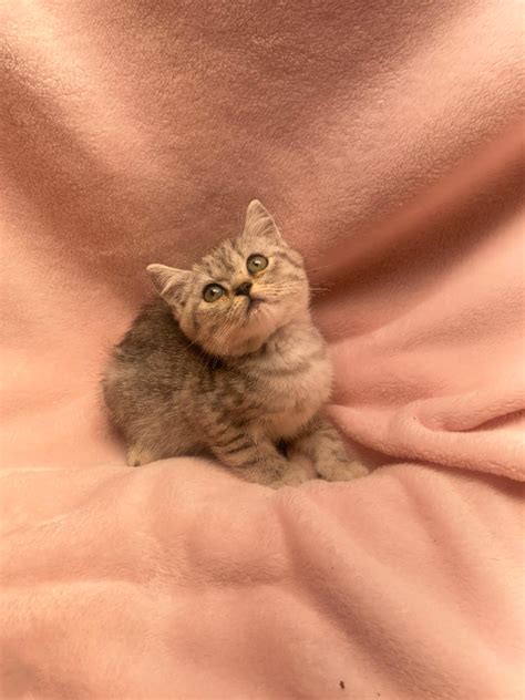 Purebred British Shorthair Male Kitten Ready Cats And Kittens For