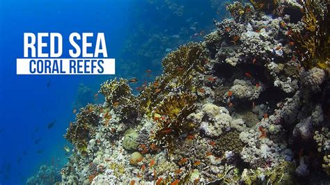 Red Sea Coral Reefs Youtube