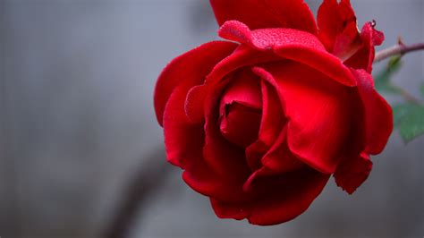 Download Wallpaper 3840x2160 Rose Flower Red Wet Drops