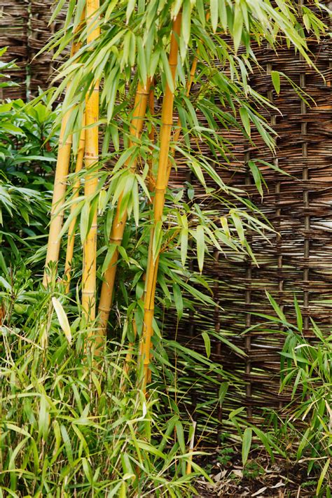 Bamboo At Garden Free Stock Photo Public Domain Pictures