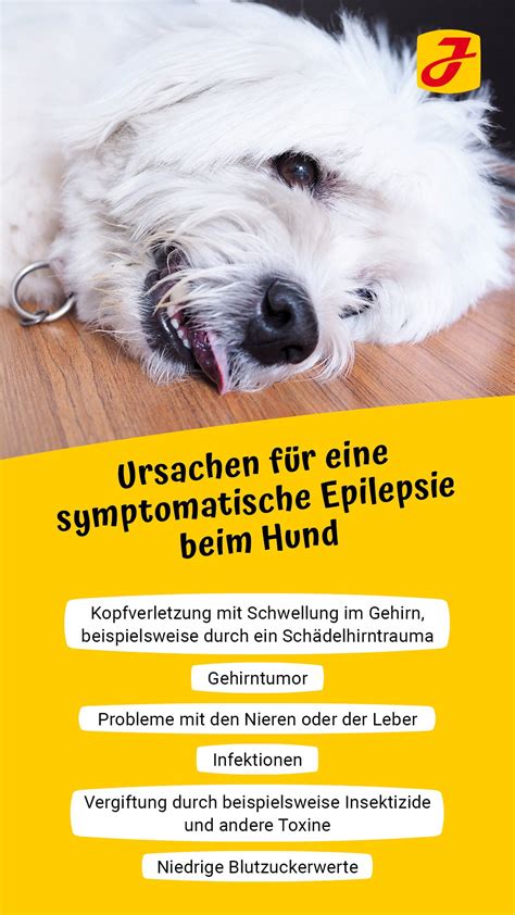 Epilepsie Beim Hund Was Bedeutet Das Für Ihre Fellnase