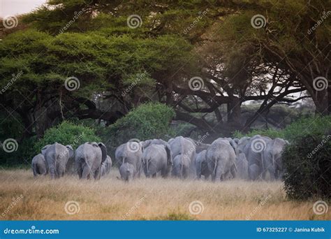 Big Herd Of Elephants Under Acacia Tree Stock Image Image Of Herd