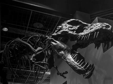 What Was The First Dinosaur Discovered Science Questions