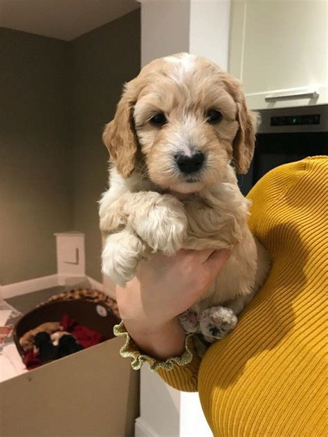 Cockapoo puppies for a good home. Cockapoo Puppies For Sale | in Stourport-on-Severn ...