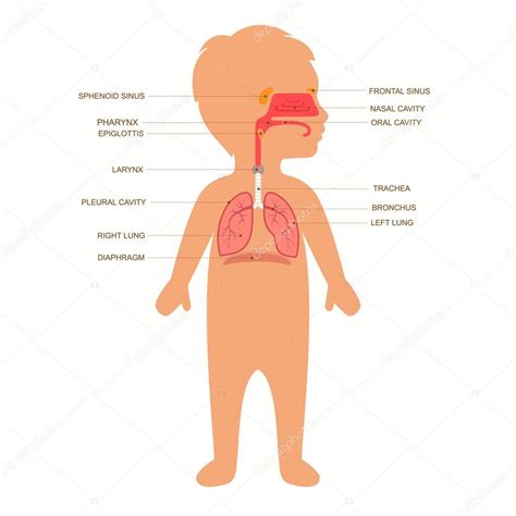 Imágenes Sistema Respiratorio Sistema Respiratorio — Vector De Stock
