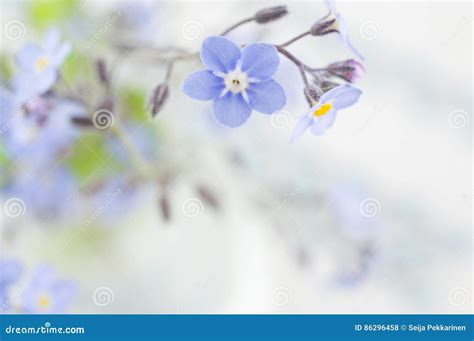 Forget Me Not Flower Background Stock Photo Image Of Close Plant