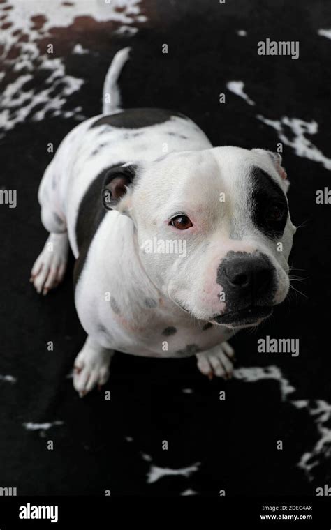 A Staffordshire Bull Terrier On A Cow Print Rug Stock Photo Alamy