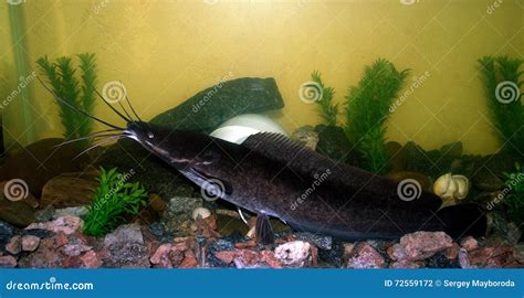 African Catfish In The Aquarium Stock Photo Image Of Glass