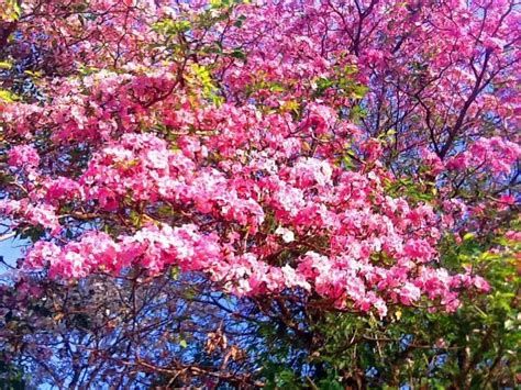 Selain jepang, korea selatan ternyata juga memiliki pemandangan bunga sakura yang indah. karya ku : paridah ishak: MUSIM BUNGA DI UTARA...INDAHNYA.