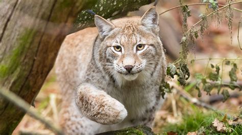 13 Furry Facts About Bobcats Mental Floss