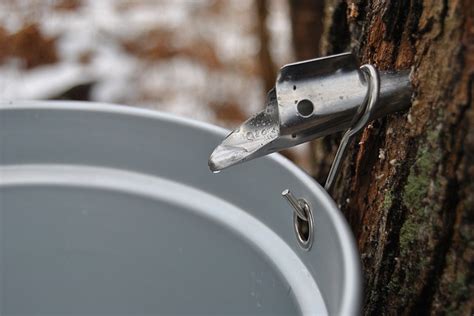 Tapping Maple Trees What You Need To Know To Get Started