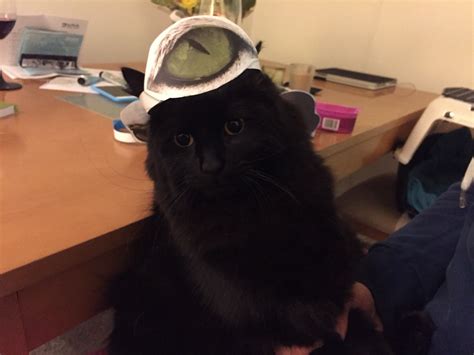 Cat Hats Cute Black Cats Cat Hat Black Cat
