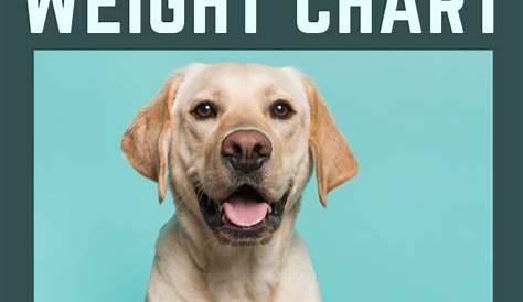 Labrador weight charts | Labrador weight, Labrador, Labrador puppy