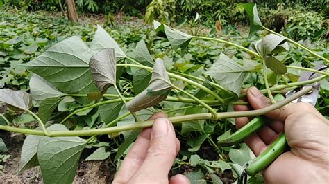 Projek 2 cara pembiakan kangkung. Cara Tanam Pokok Ubi Keledek Dalam Polybag