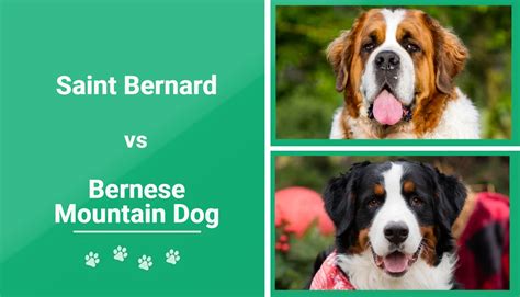 Saint Bernard Vs Bernese Mountain Dog The Differences With Pictures