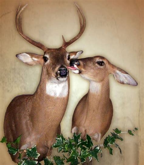 Love Buck And Doe Taxidermy Taxidermy Deer Mounts Buck And Doe
