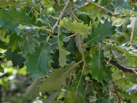 Á R B O L E S T R E E S Quercus Pubescens Willd Roble Pubescente