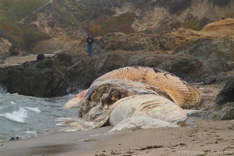 Dead Blue Whale Balaenoptera Musculus In Northern Califo Flickr