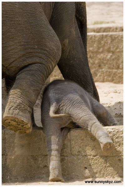 Baby Elephant Steps