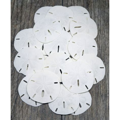 Sand Dollar Real Sand Dollars 2 2 14 Set Of 20 Sand Dollar