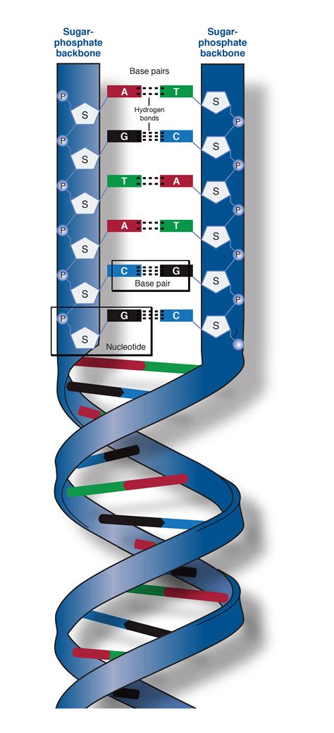 100% achievement guide for backbone. What Molecules Make Up The Sides Of The Dna Ladder ...