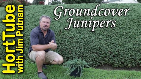 What To Plant On A Steep Slope For Ground Cover Rona Mantar