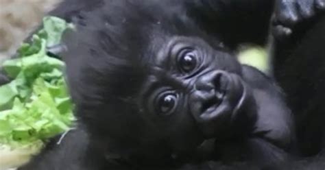 Heartwarming Moment When A Baby Gorilla Born Prematurely Is Reunited