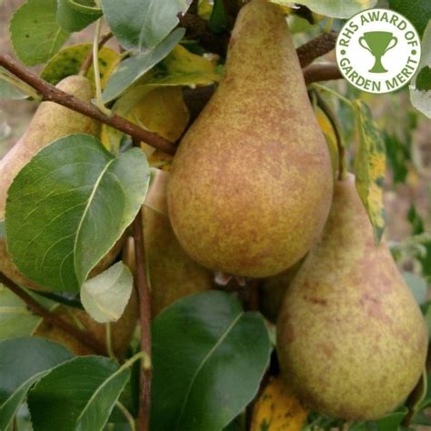 Concorde Pear Tree Buy Pear Trees Purchase Pear Fruit Trees