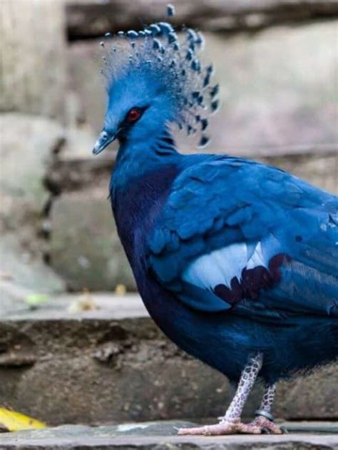 Discover The 10 Birds With Mohawks Az Animals