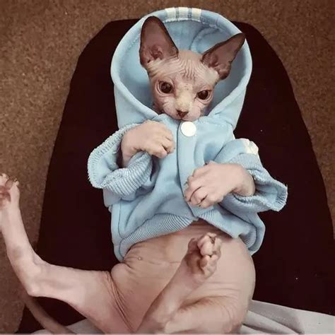 These 15 Sphynx Cats Are So Stylish They Will Make You Look Bad Page