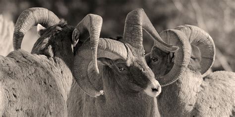 Three Rams Photograph By Amy Gerber Fine Art America
