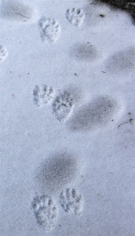 Raccoon Tracks With Images Snow Animals Animal Footprints Animal